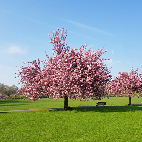 Blog Battersea Park